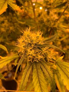 cannabis samen